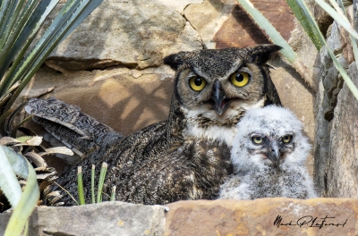 Athena Great Horned Owl 2025